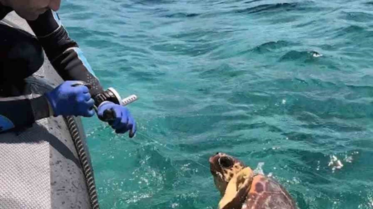 Gökova Körfezi'nde paragat ağına takılan deniz kaplumbağası kurtarıldı