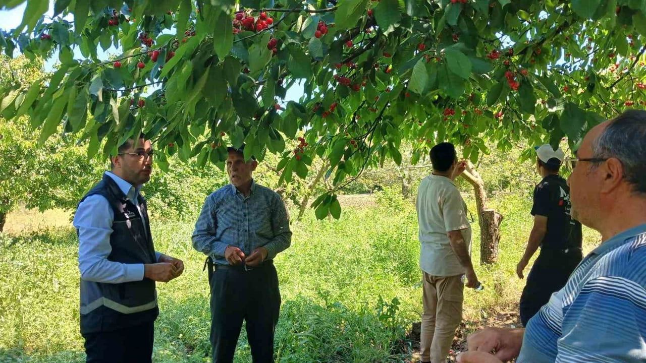Gölpazarı'nda dolu sonrası tarım arazilerinde zarar tespiti yapıldı