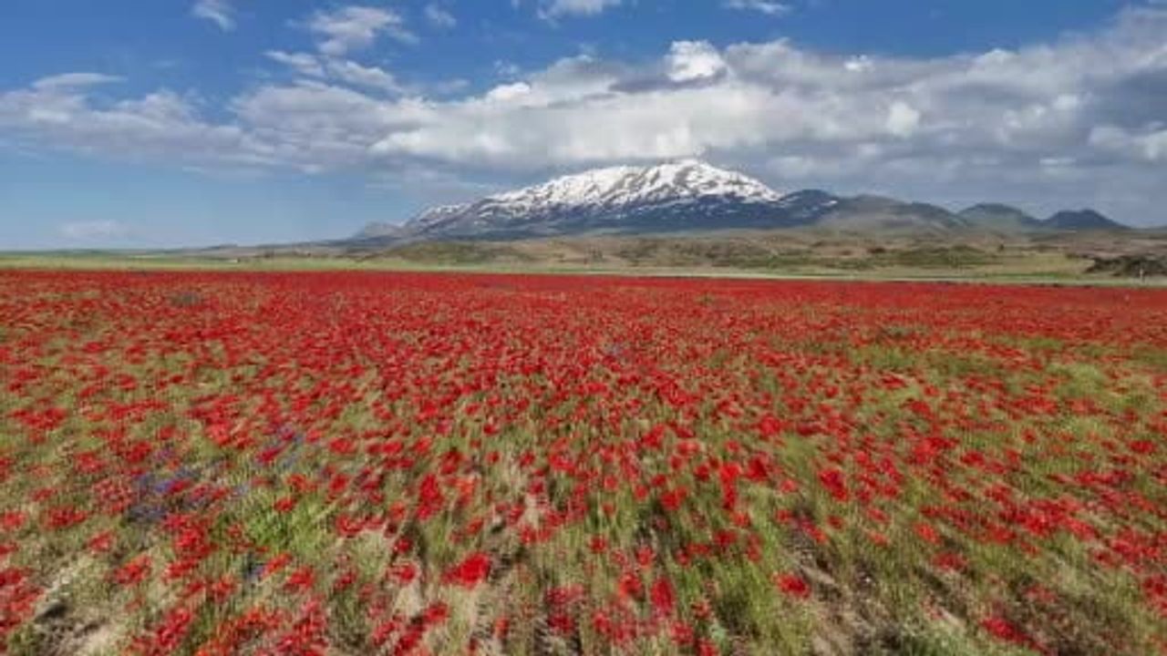 Gülistan ovası gelinciklerle kırmızıya büründü