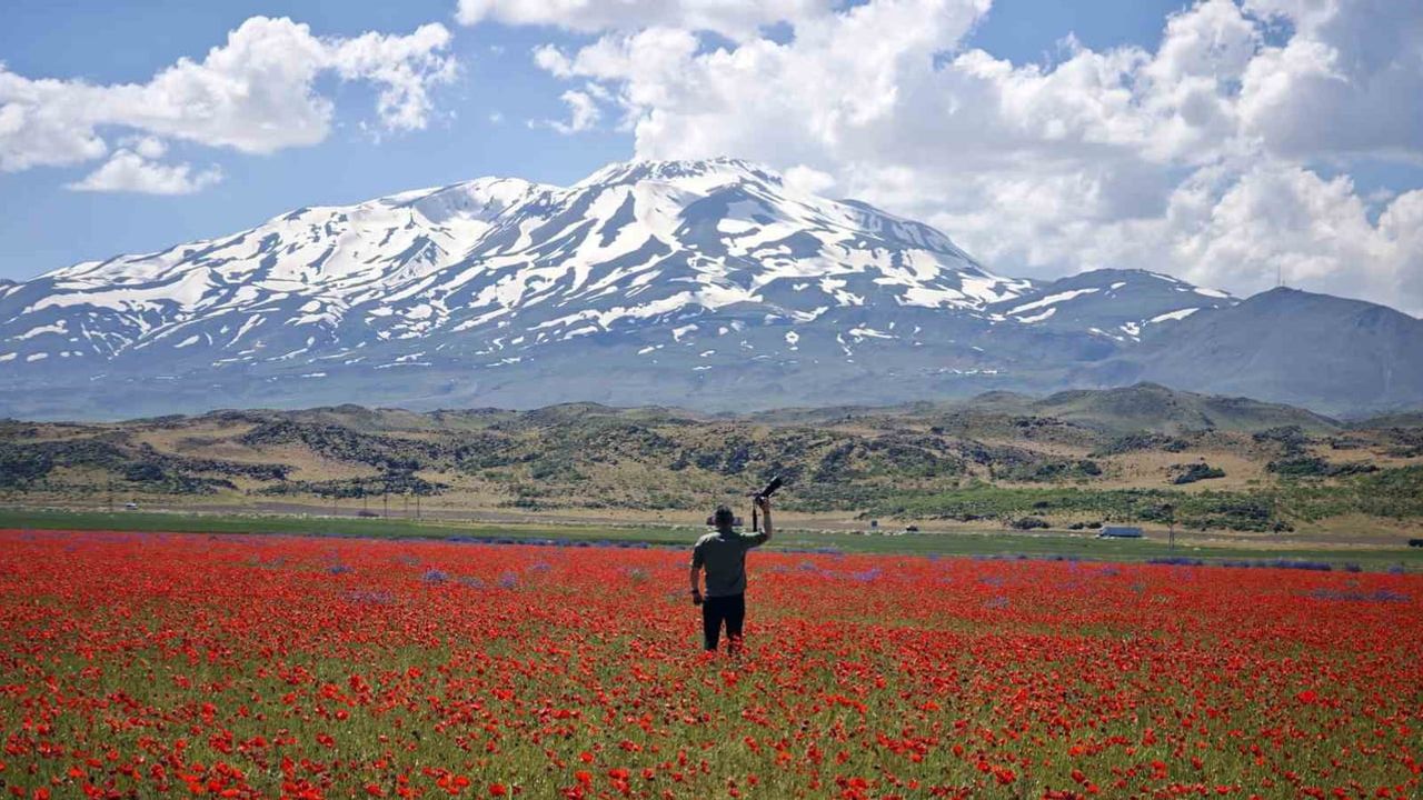 Gülistan Ovası gelinciklerle kırmızıya büründü