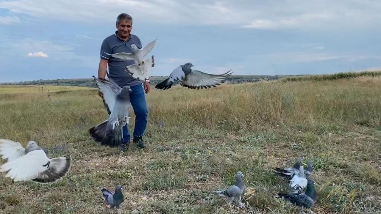 Güvercin tutkusu: 43 yıldır süren bir uğraş