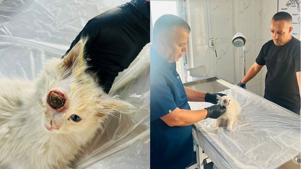 Hakkari'de gözü yuvasından çıkan kedi, başarılı ameliyatla sağlığına kavuştu