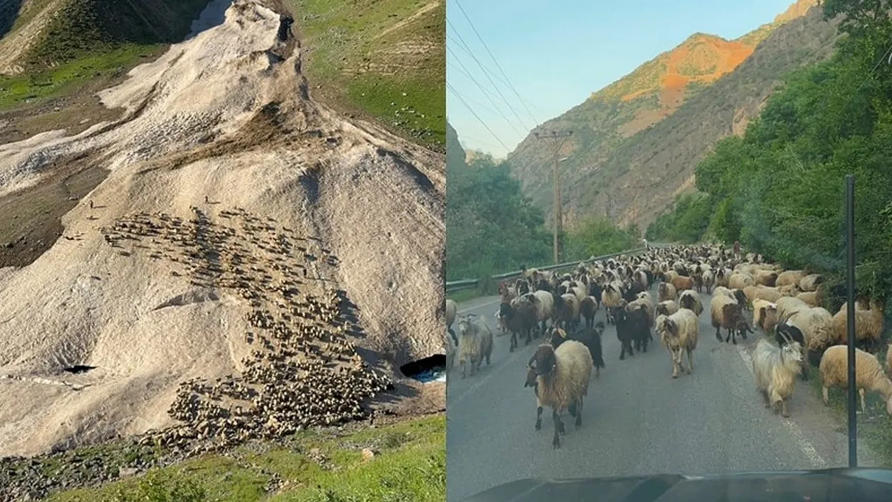 Hakkari'de yayla sezonu gecikti: Küçükbaş yetiştiricileri yağışlar nedeniyle erteledi
