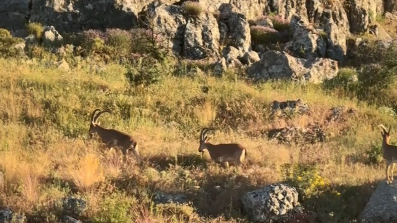 Harput'ta koruma altındaki dağ keçileri görüldü