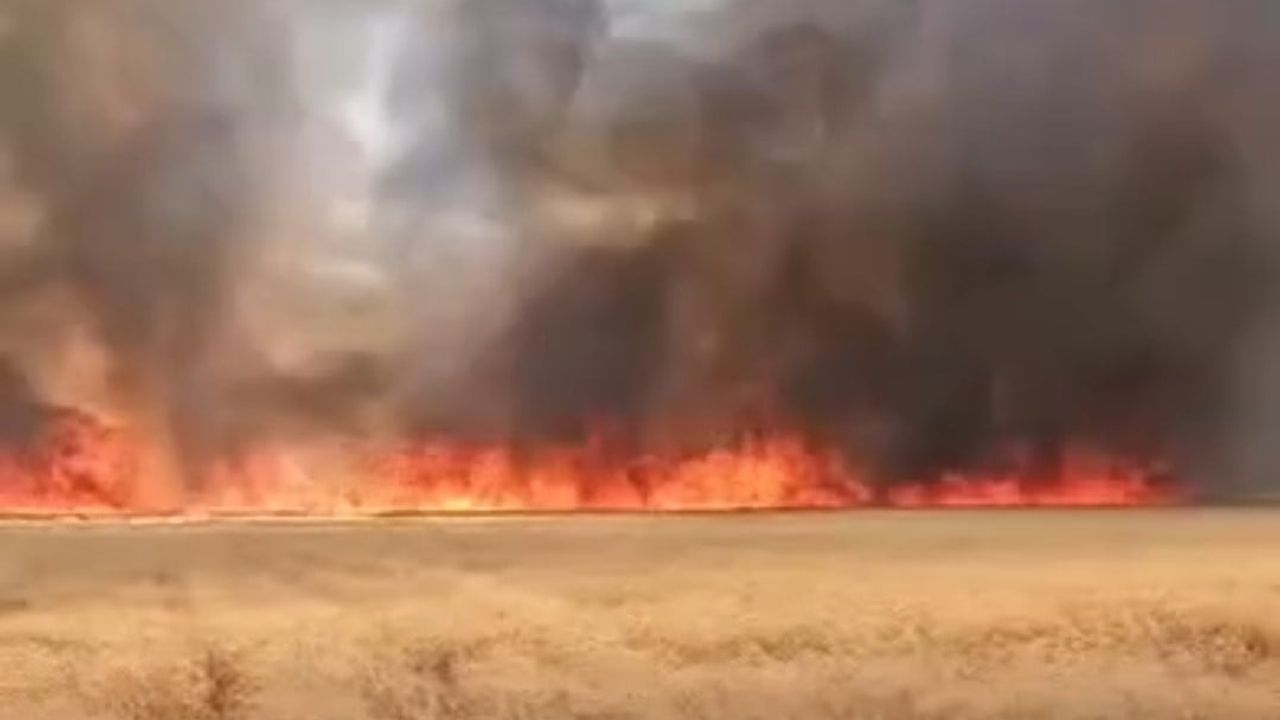 Harran'da 300 dönümlük buğday tarlasında yangın söndürüldü