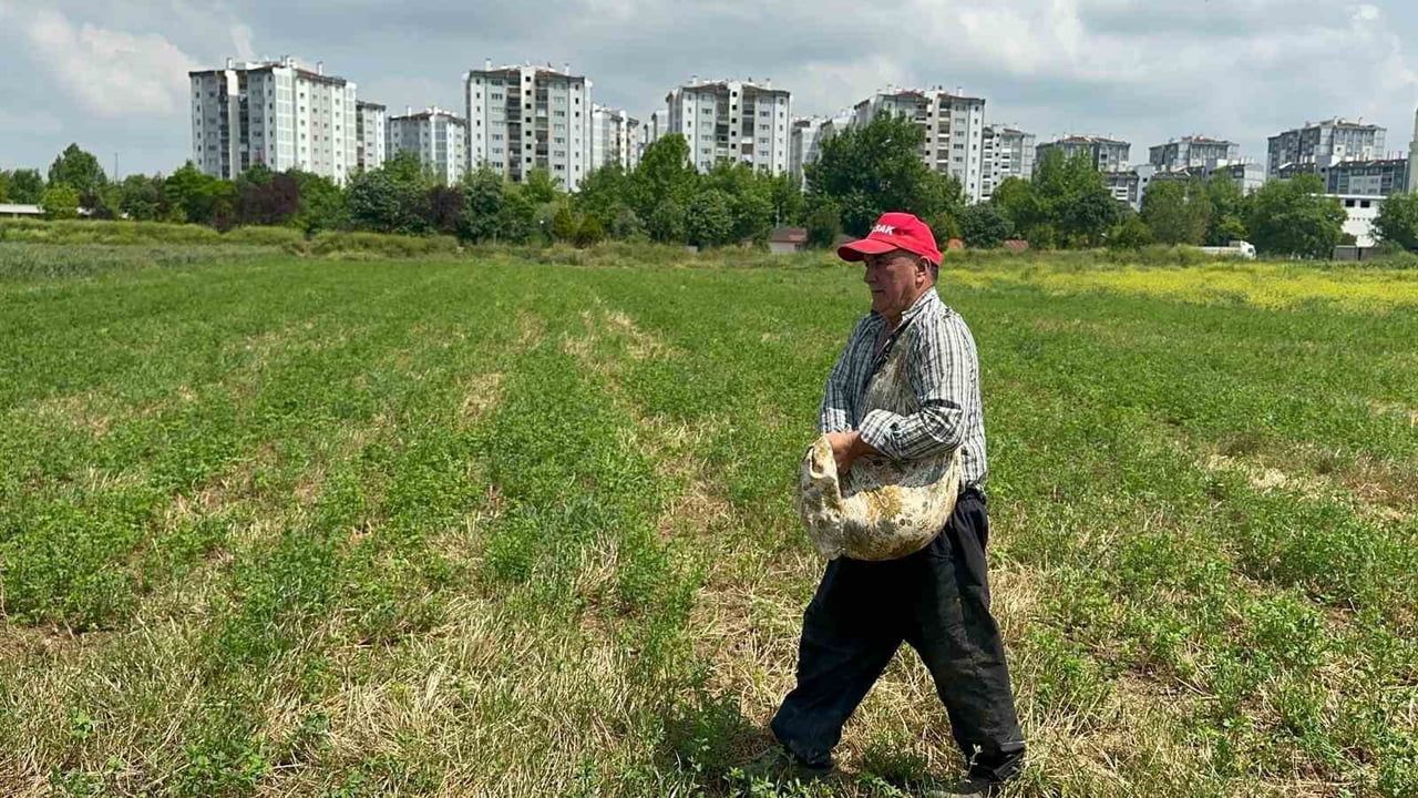 Hasanağa'da milyonlarca liralık konutların arasında enginar üretimi sürüyor
