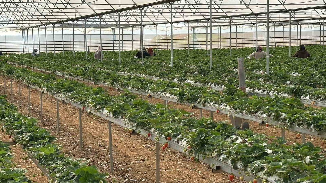 Hassa’da DOĞAKA Destekli Topraksız Çilek Serasında Hasat Başladı