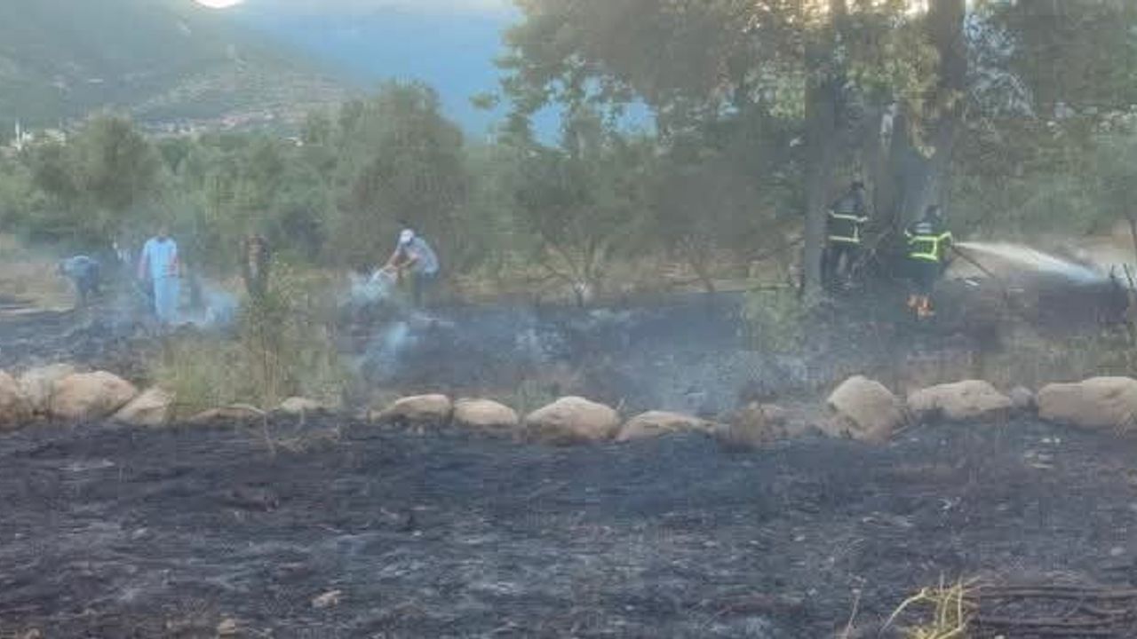 Hassa’da zeytinlik alan yangını