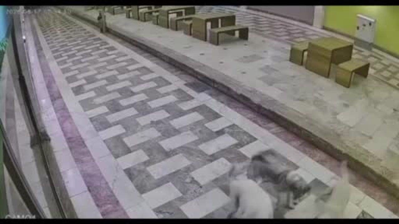 Hatay'da 6 sokak köpeğinin saldırısına uğrayan kedinin mücadelesi güvenlik kamerasında