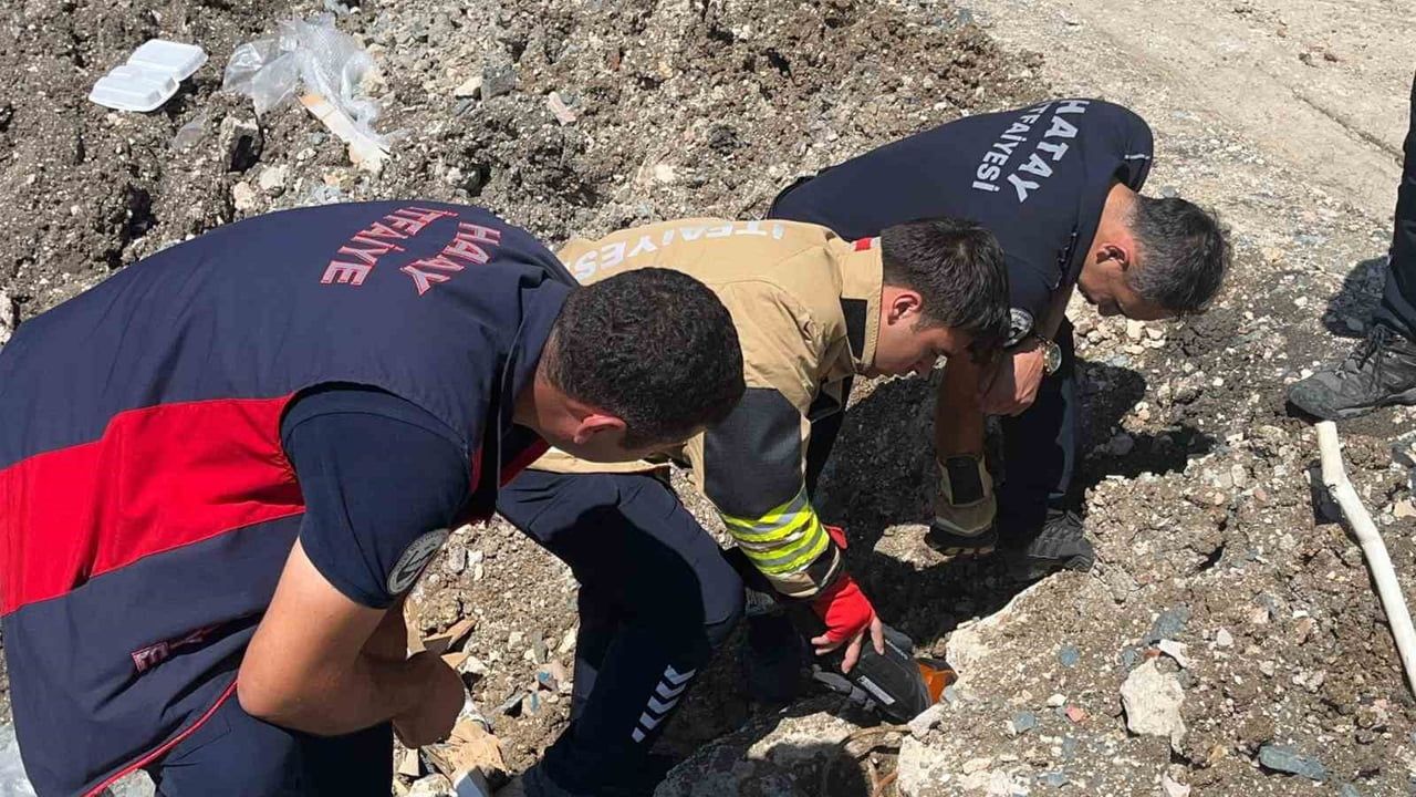 Hatay'da anne kedi, yavrular kurtarılınca ekiplerin başında bekledi