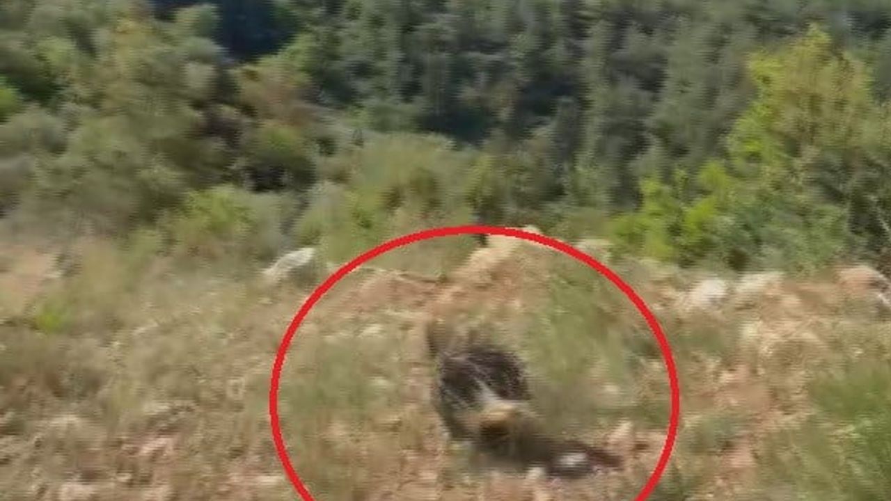 Hatay'da doğa yürüyüşçüsü çukurdaki kirpiyi tahta ile kurtardı