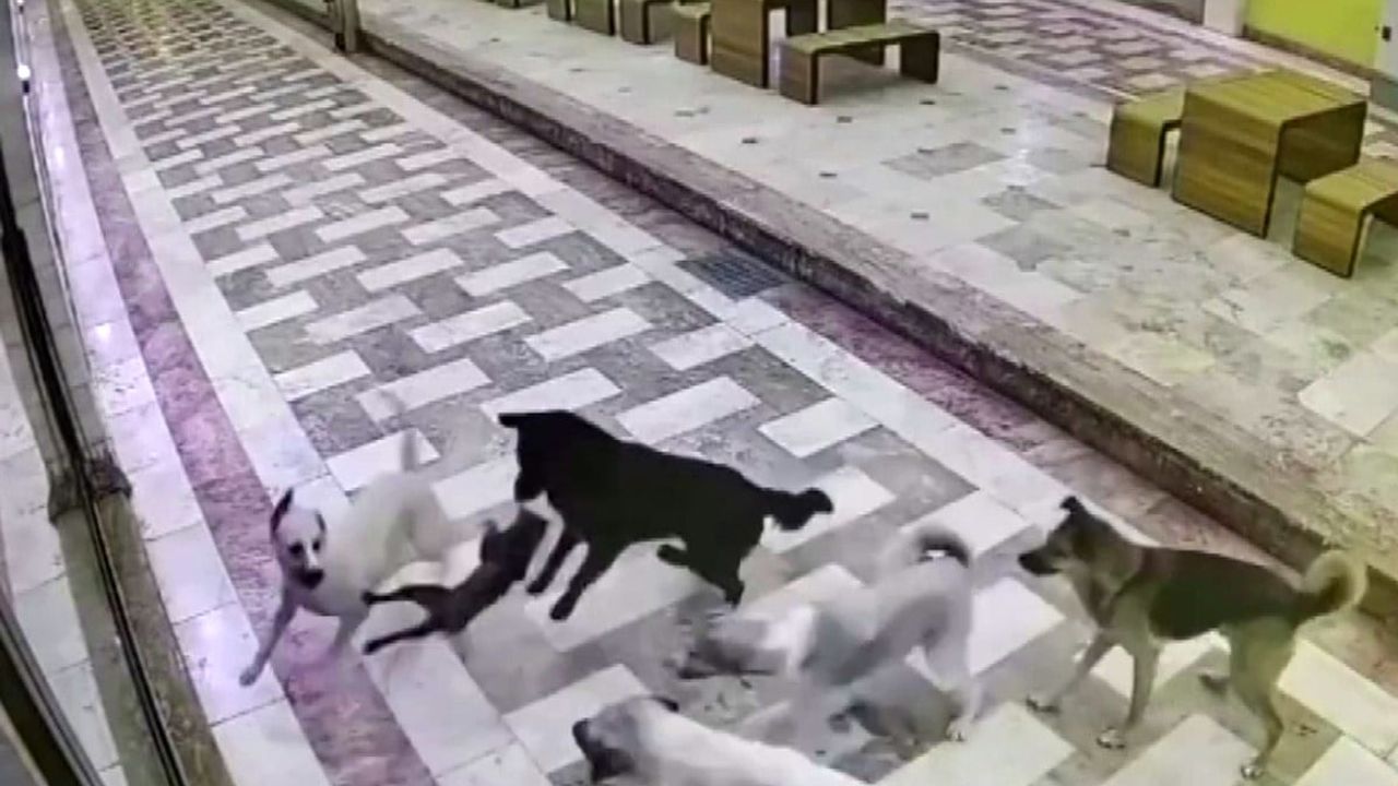 Hatay'da kedi sokak köpeklerinin saldırısına karşı tek başına mücadele etti