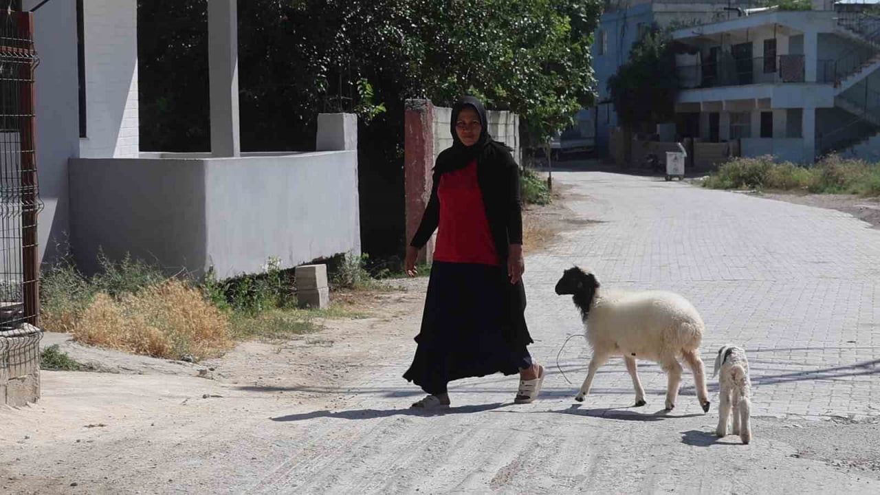 Hatay'da lösemiden ölen kızının acısını beslediği kuzu ile dindiren anne