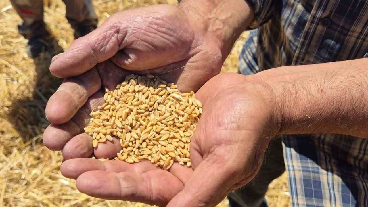 Havran'da hububat hasat kontrolleri sürüyor