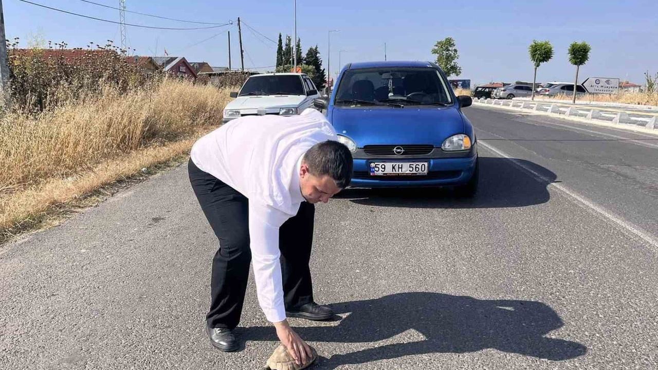 Hayrabolu’da Malkara Caddesi’nde sürücü kaplumbağayı ezilmekten kurtardı