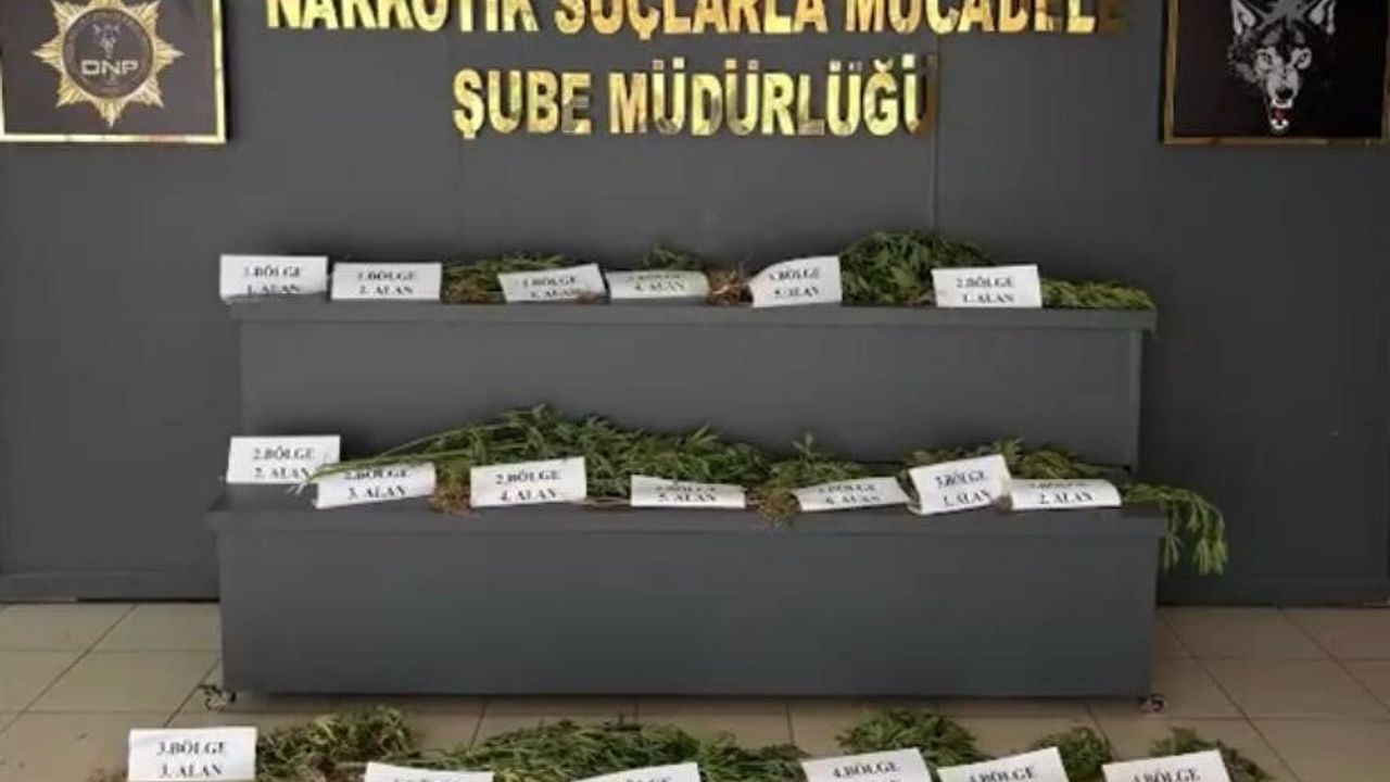 Hevsel Bahçeleri’nde 12 bin 174 kök kenevir ele geçirildi ve imha edildi
