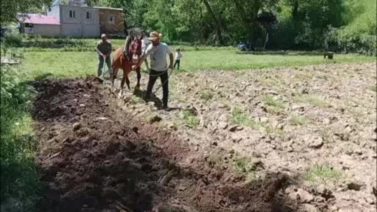 Hizan’da traktörün giremediği tarlalar at ve karasabanla sürülüyor