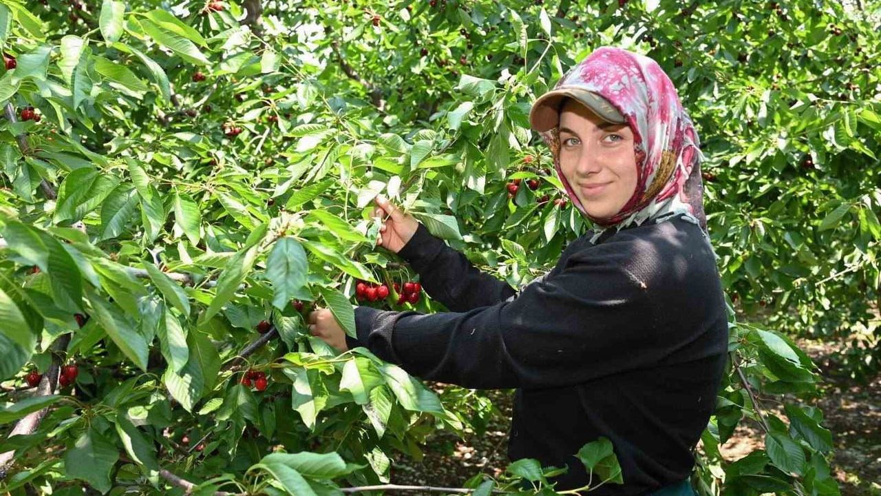 Honaz’da kiraz hasadı başladı