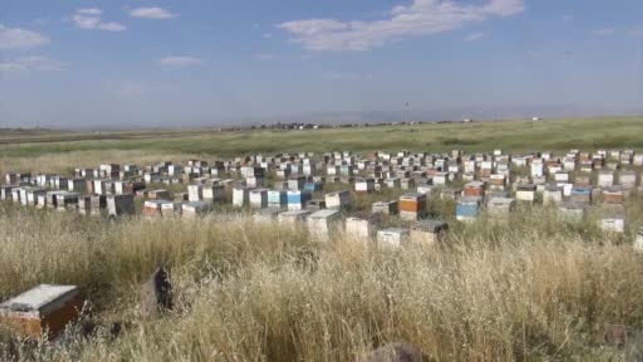 İdil’de Alem Dağı’nın endemik çiçekleri Ordulu ailenin üç kuşaktır rotası oldu