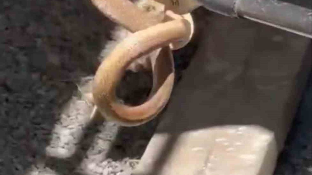 Iğdır’da eve giren yılan itfaiye tarafından yakalandı