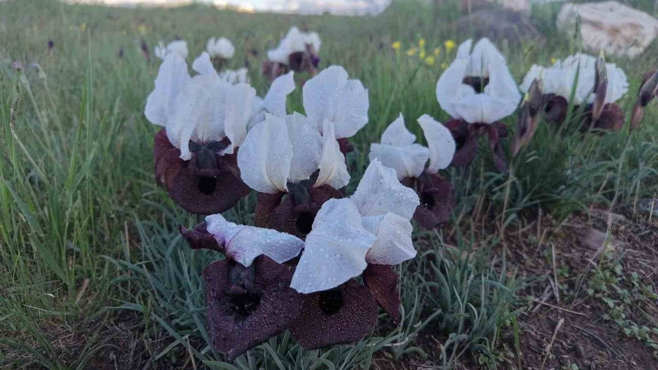 Iğdır’da kurt kulağı (Iris iberica) çiçekleri açtı