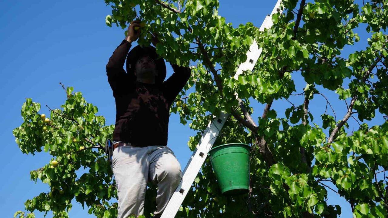 Iğdır'da tescilli kayısı hasadı başladı