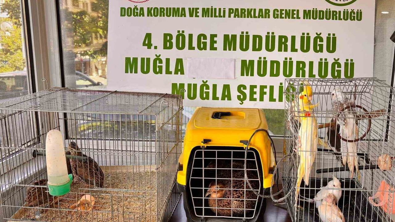 İhbar: CİMER'e yapılan bildirim Muğla'da kaçak hayvan ticaretini ortaya çıkardı