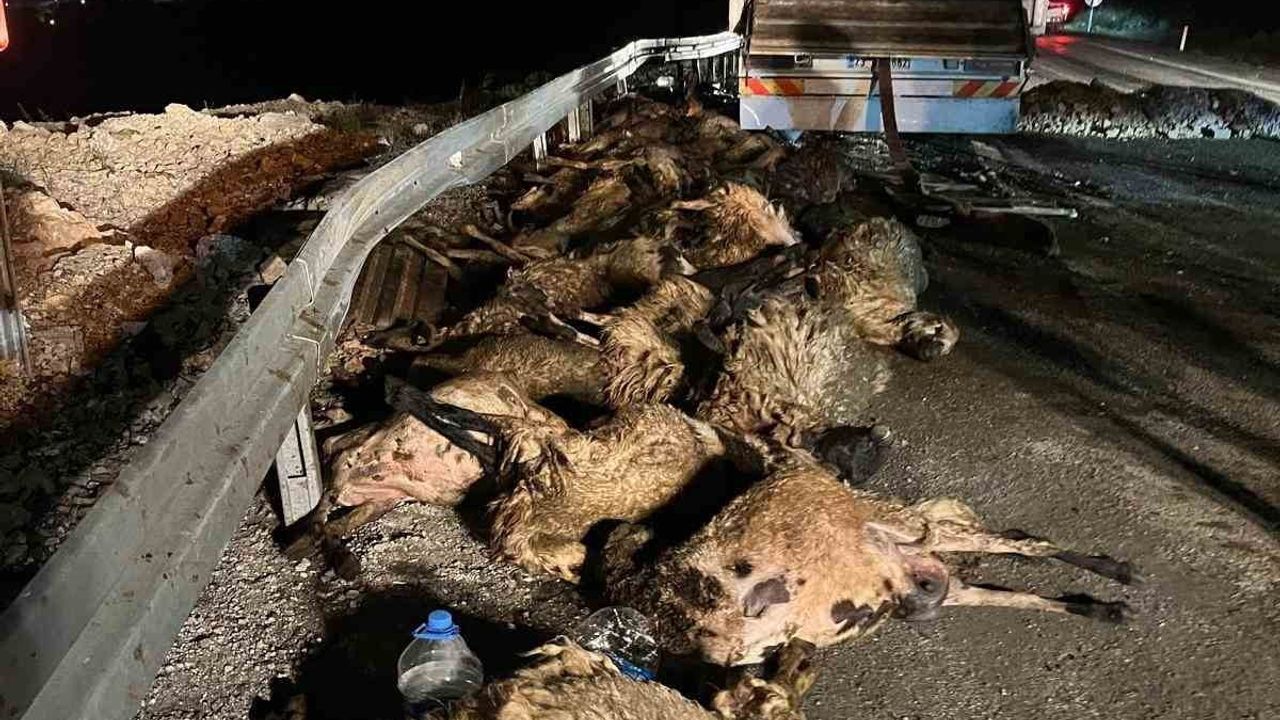 İliç'te küçükbaş yüklü tır devrildi: 60 koyun telef, 70 yaralı