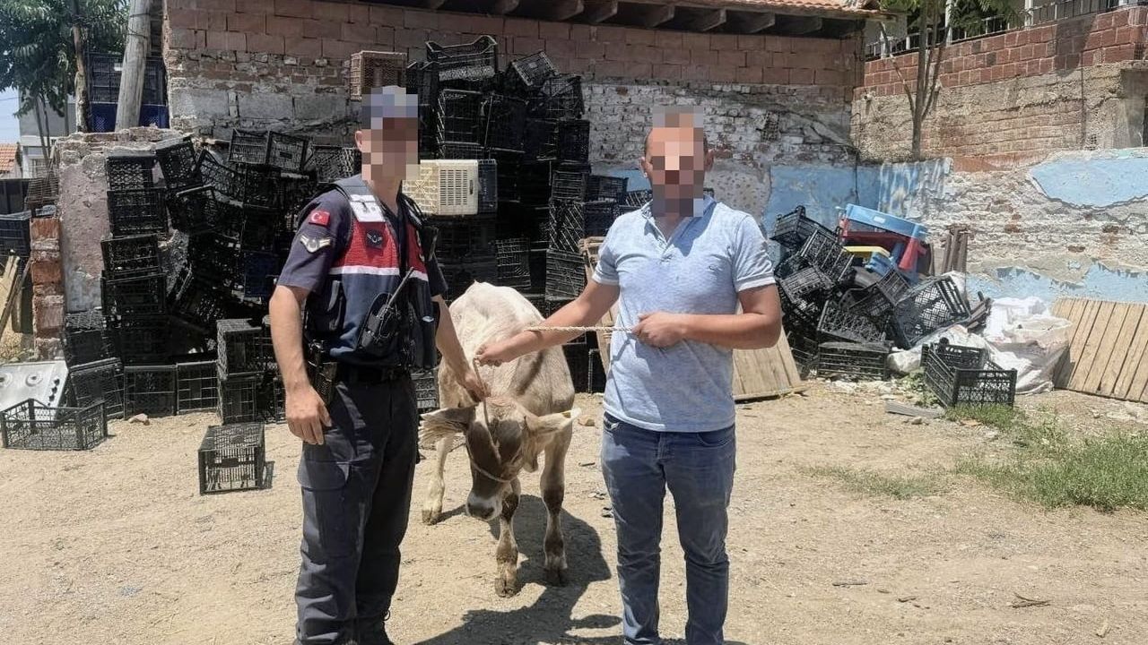 İncirliova'da çalınan büyükbaş hayvan jandarmaca bulundu