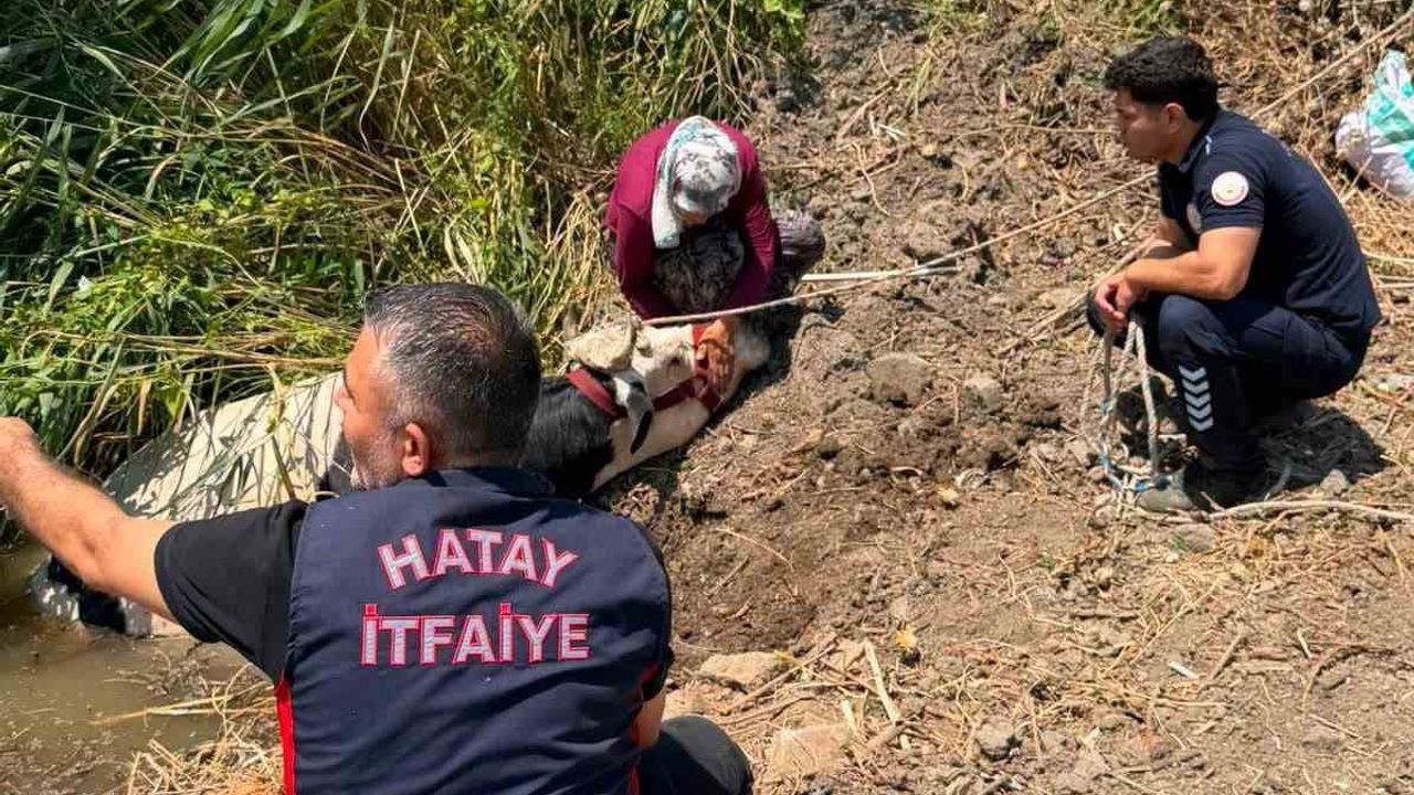 İnek Hatay'da su kanalına düüştü, itfaiye ekipleri kurtardı