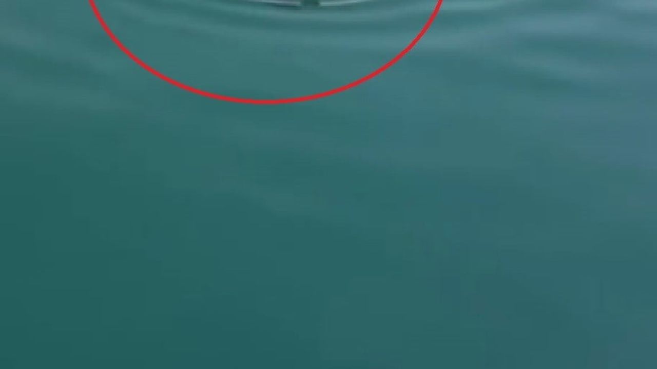 İskenderun Limanı'nda sevkiyat sırasında denize düşen angus kurtarıldı