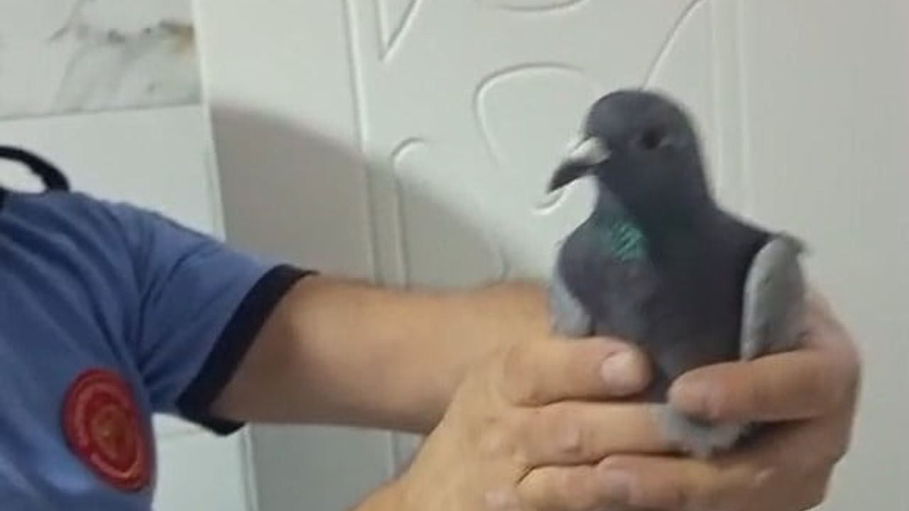 İslahiye'de havalandırma boşluğunda mahsur kalan güvercin itfaiye tarafından kurtarıldı
