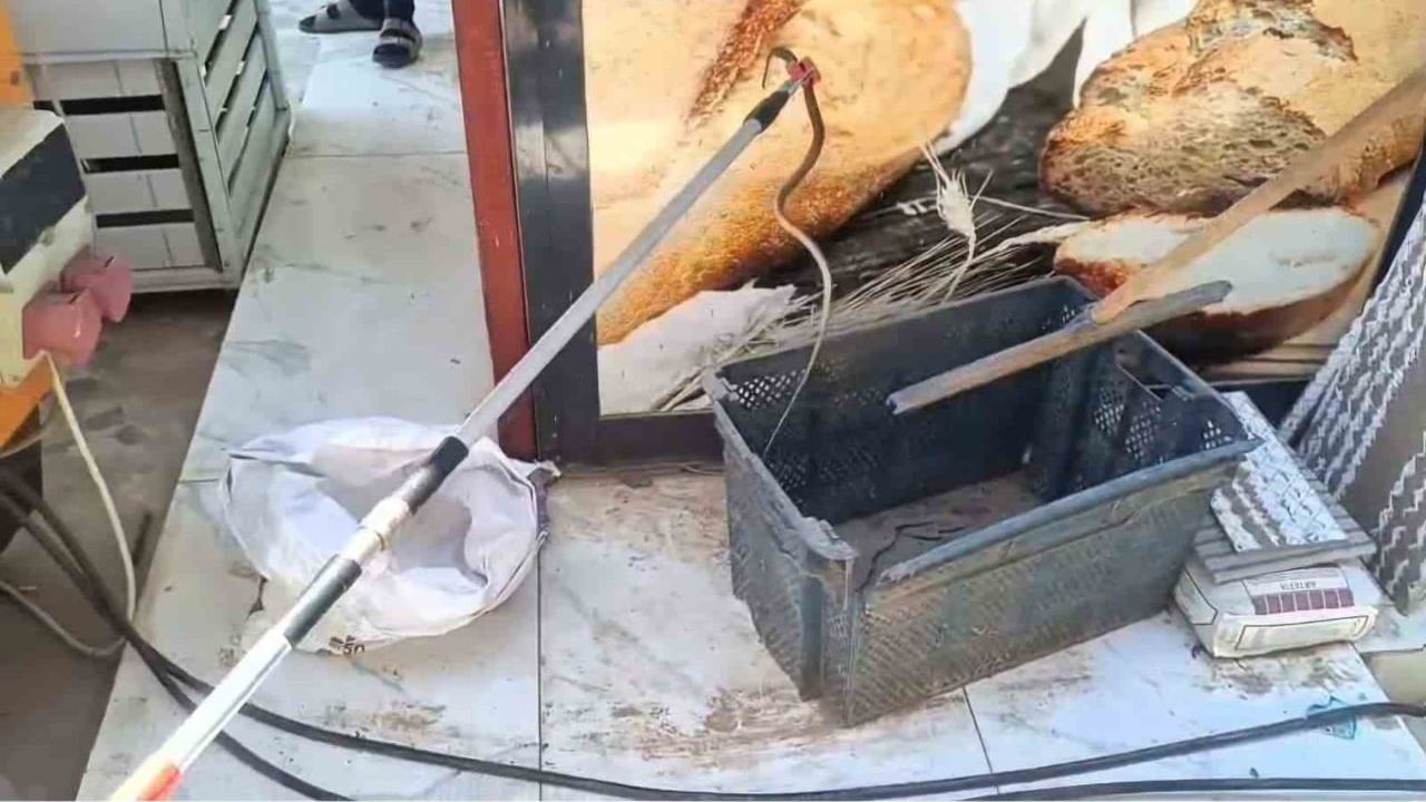 İslahiye'de iş yerinin ekmek sandığına giren yılan itfaiye tarafından yakalandı