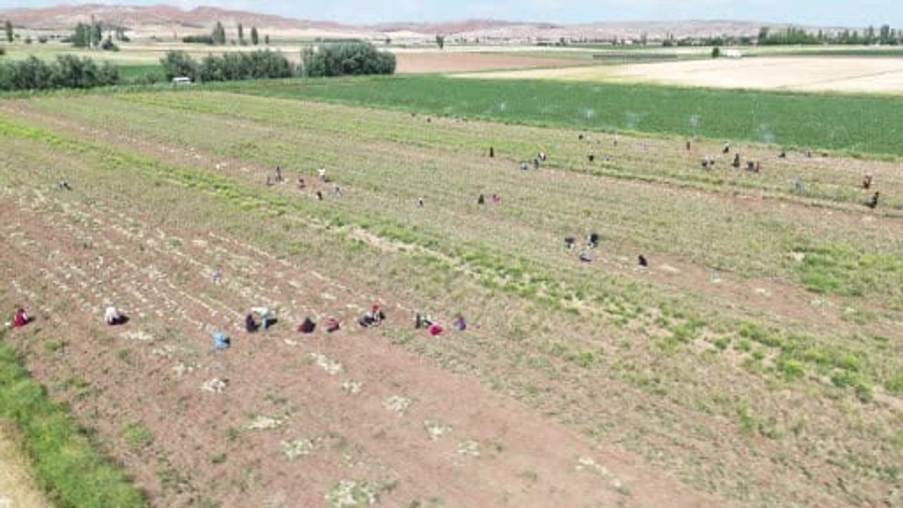 İspanyollar organik sarımsağını Aksaray’da üretecek