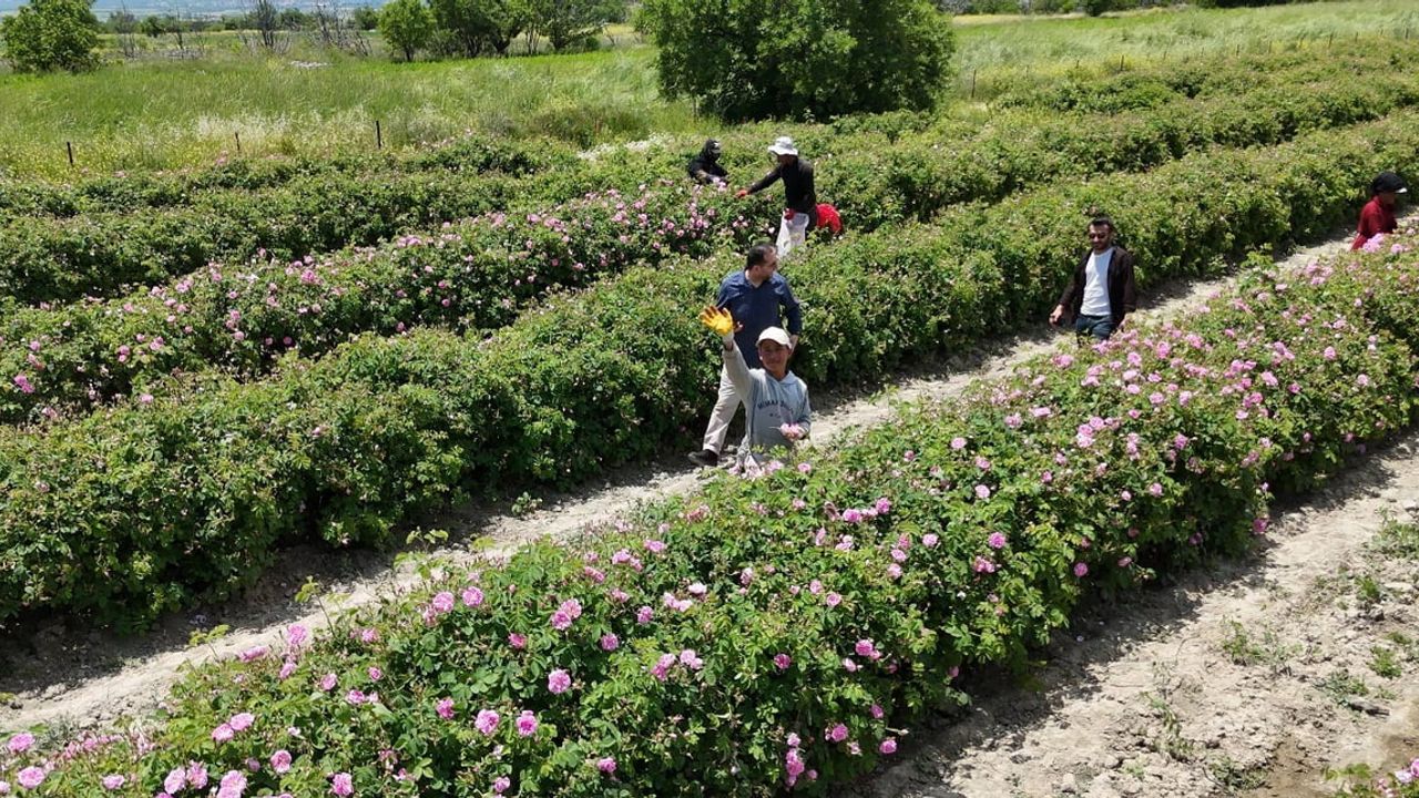 Isparta’da 2026 gül hasadı başladı: Bölge dünya üretiminin yüzde 65’ini karşılıyor