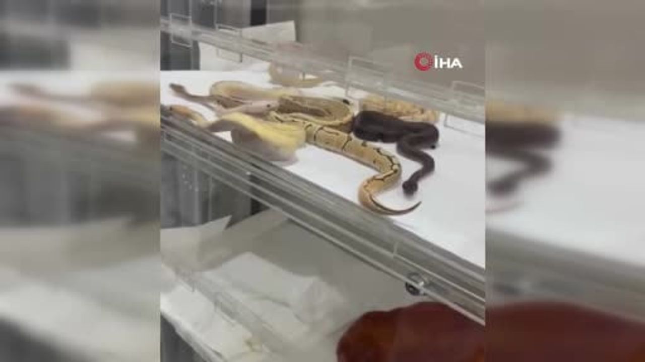 İstanbul Çatalca'da izinsiz 42 yılan ele geçirildi