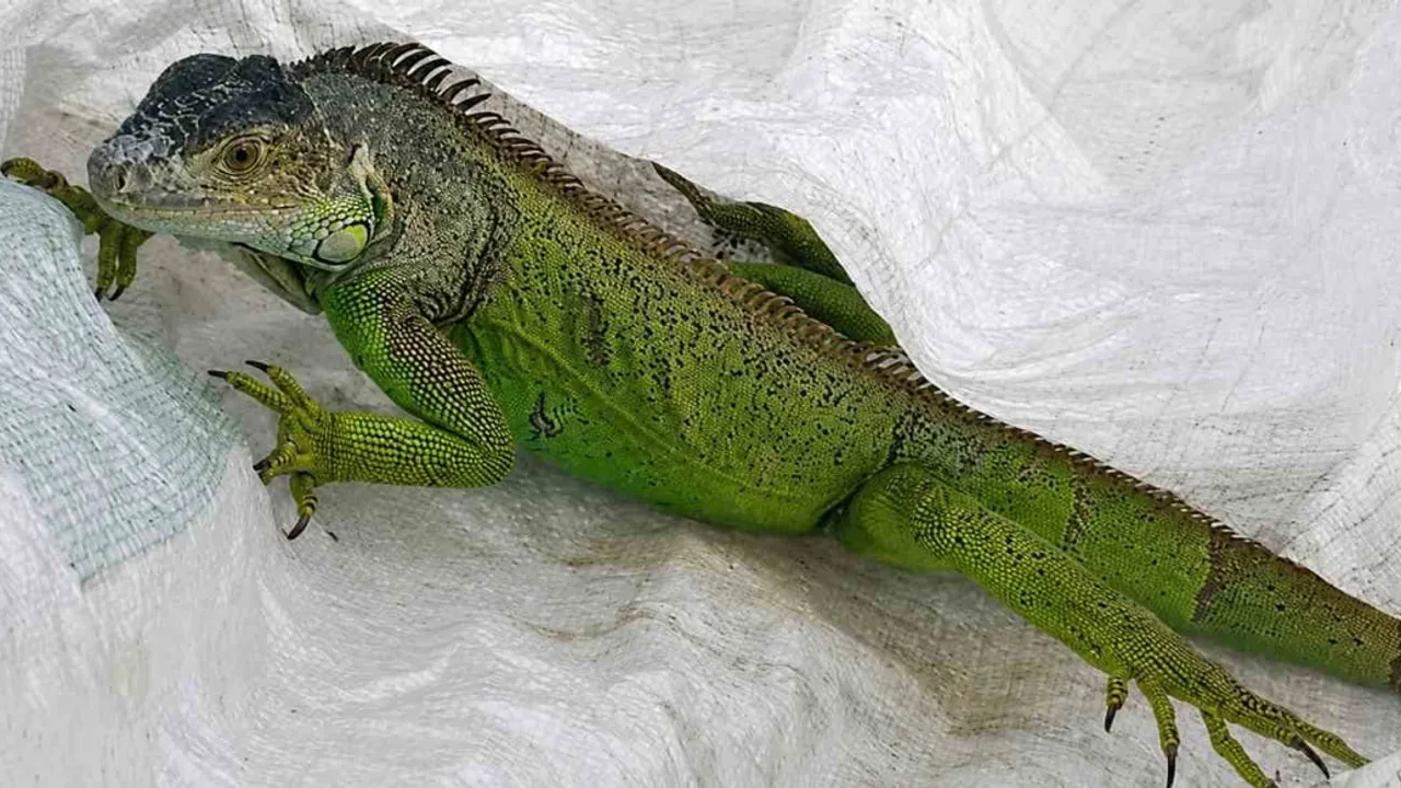 İtfaiyenin iguana mesaisi