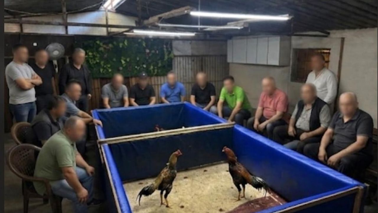 İzmir'de horoz dövüşü operasyonu: çiftlik mühürlendi, 130 bin lira ceza kesildi