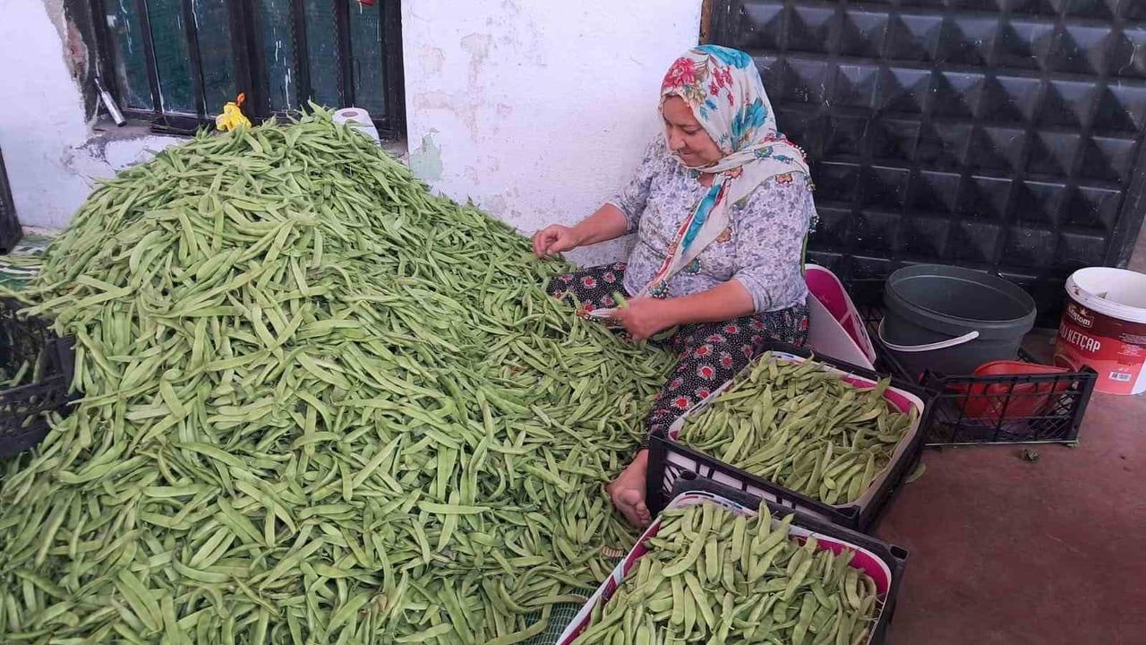 İznik’te Nazende fasulyesinde ilk hasat başladı — Üreticiler fiyatlardan memnun