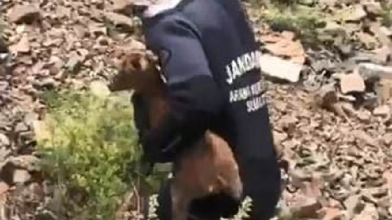 JAK dalgıçları sarp yamaçta mahsur kalan yavru keçiyi kurtardı