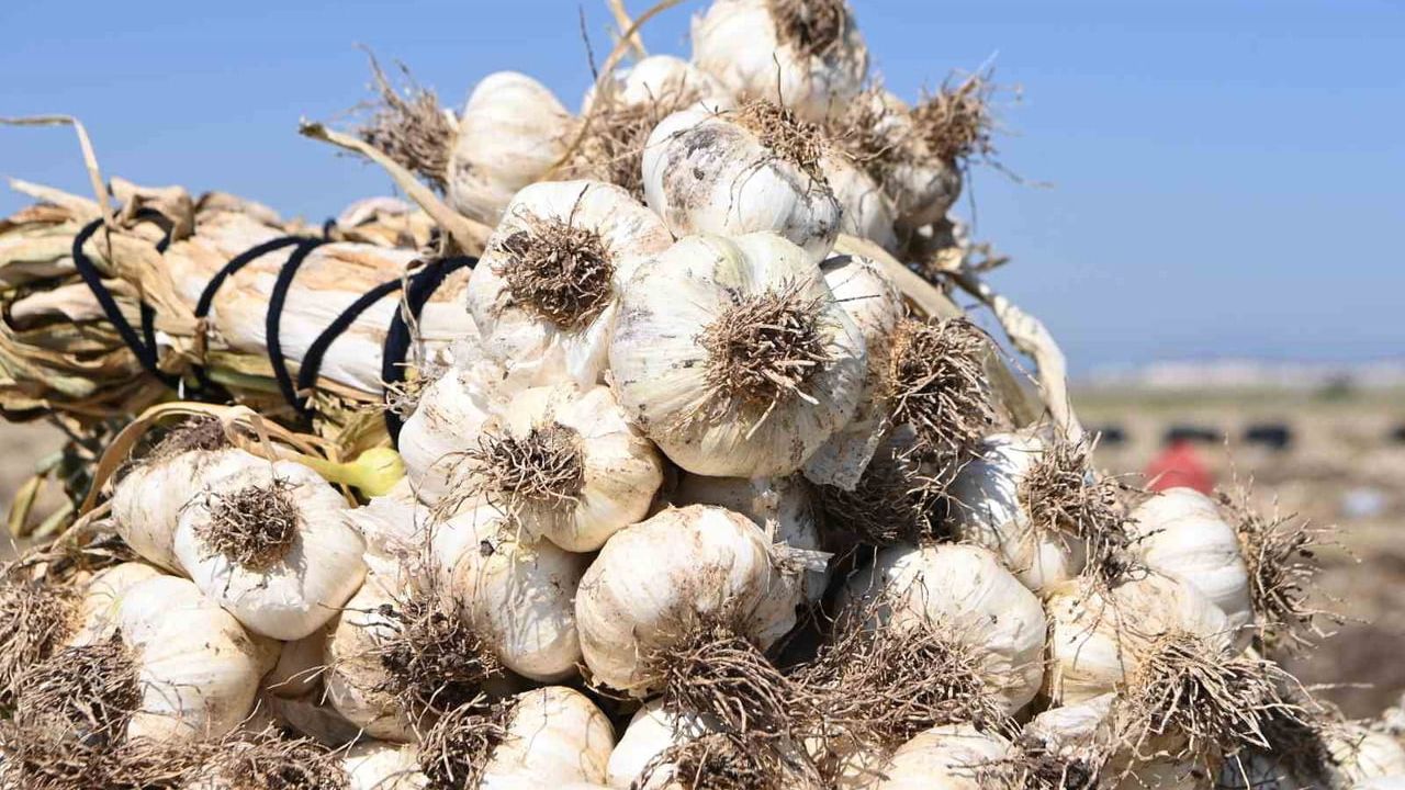 Kahramanmaraş’ta Pazarcık Sarımsağı hasadı: Yılda 17 bin ton üretim
