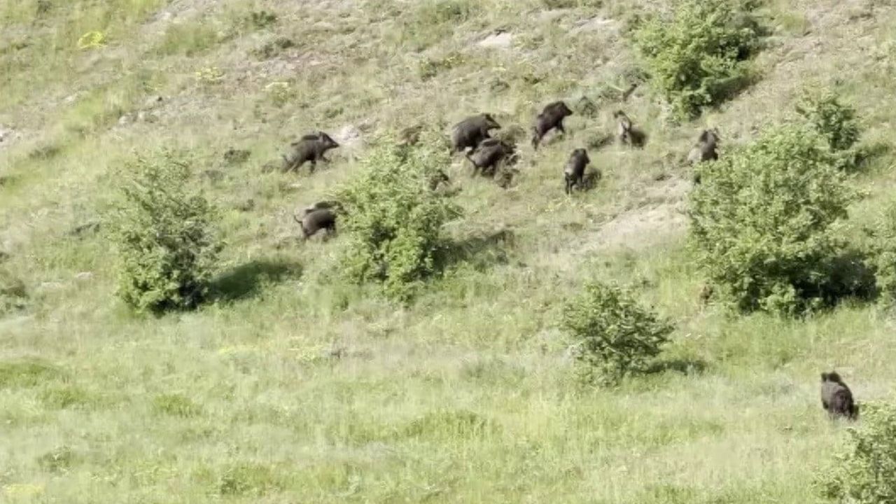 Kangal köpekleri domuz sürüsünü sürüden uzaklaştırdı