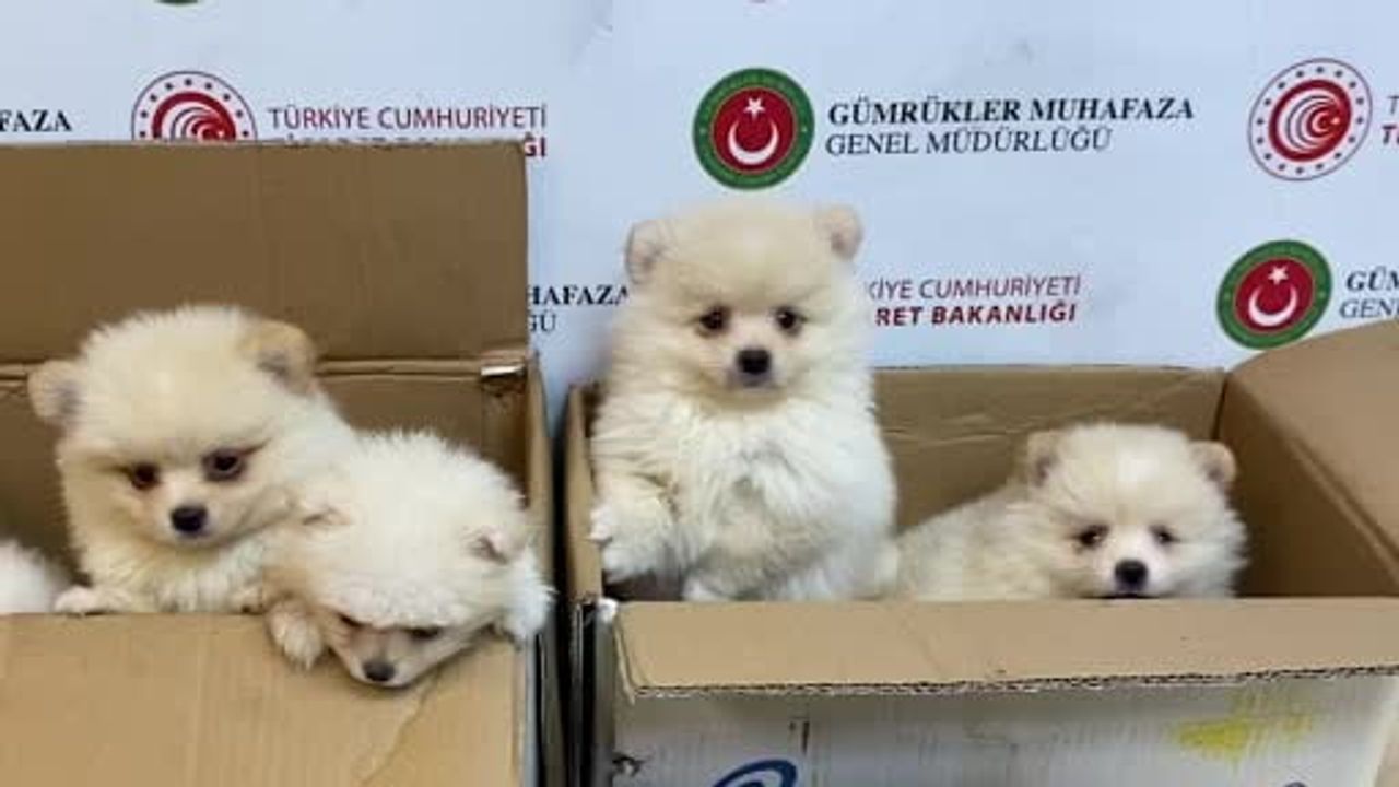 Kapıkule gümrük sahasında yavru Pomeranian kaçakçılığı engellendi