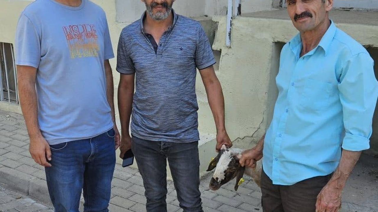 Kapılara toslayan kuzu sahibine küpe numarasıyla ulaştırıldı