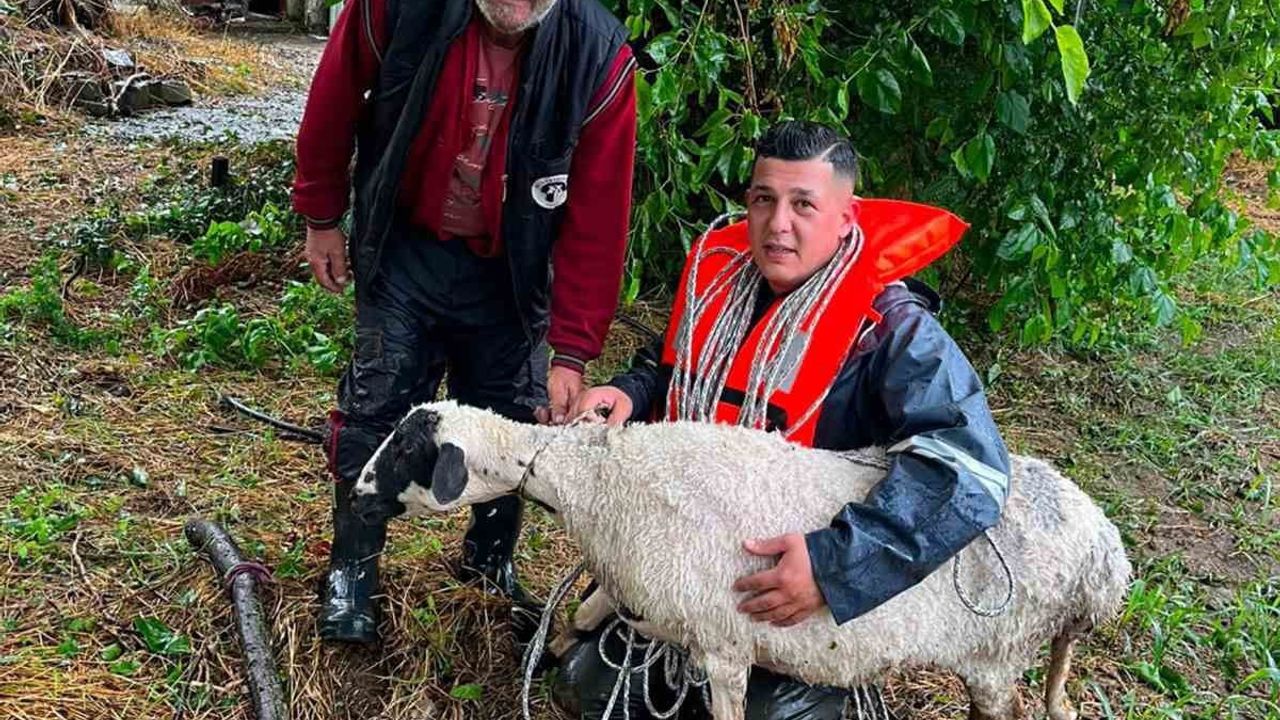 Karabağlar yaylasında suda mahsur kalan koyun kurtarıldı