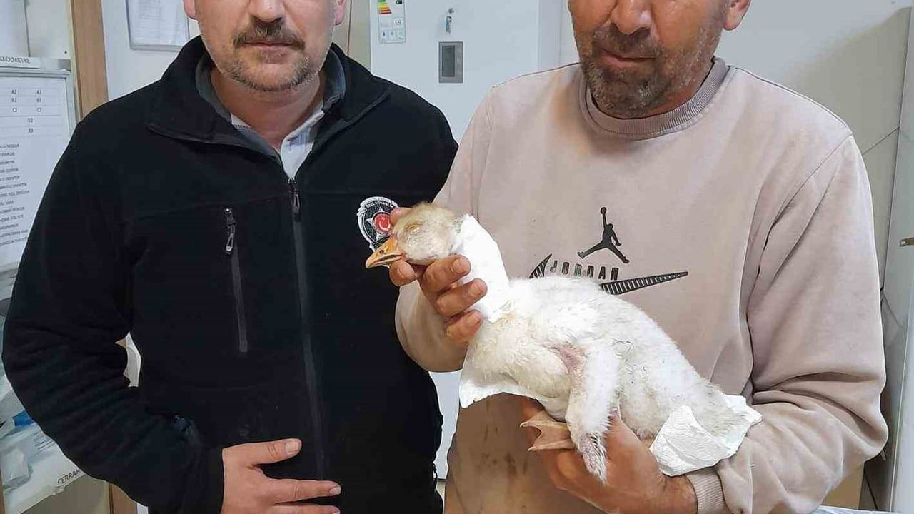 Karakoçan'da Yaralanan Yavru Kaz, Hastanede Güvenlik Görevlisinin İlk Müdahalesiyle Stabilize Edildi