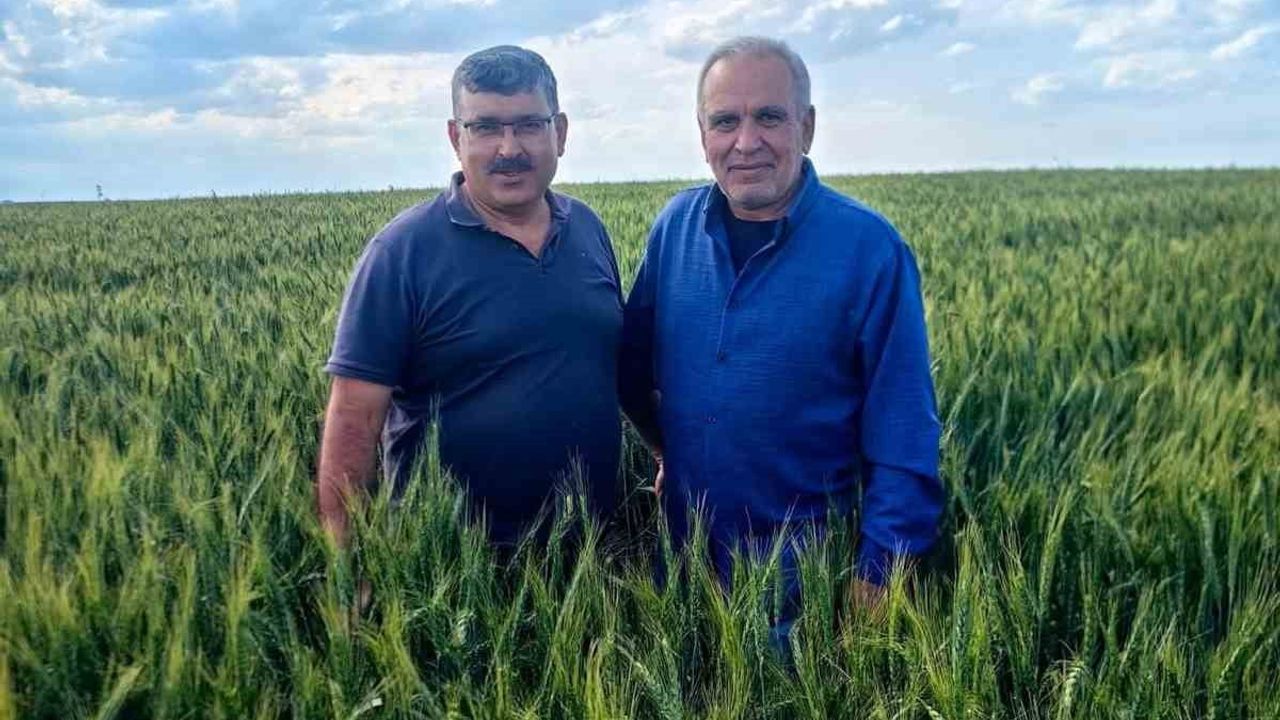 Karapınar’da arpa ve buğday tarlalarında yatma sorunu artıyor