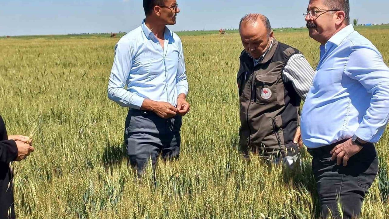 Karapınar'da dolu afetinin etkilediği alanlarda inceleme