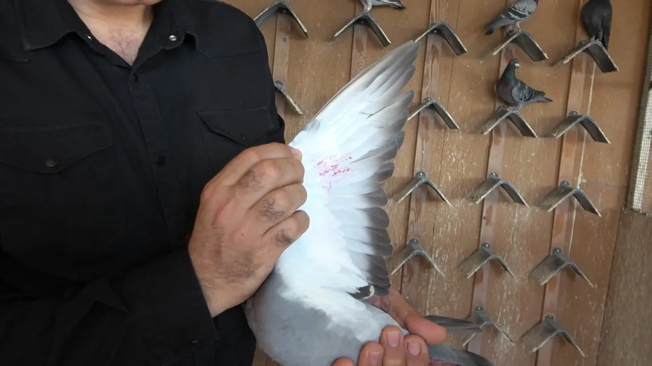 Kars etabından bırakılan posta güvercin yaklaşık bin kilometreyi bir günde katederek Akdeniz Bölgesi şampiyonu oldu