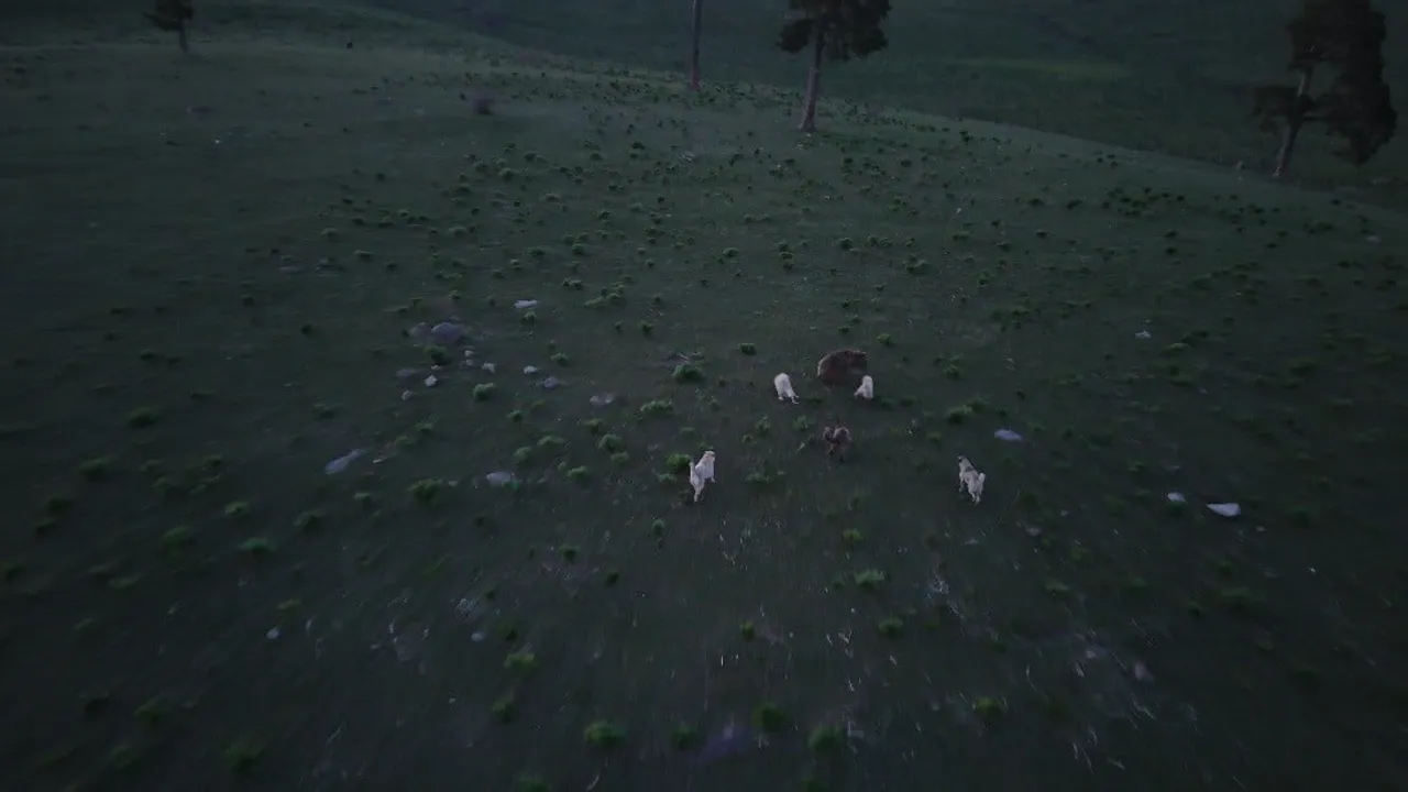 Kars Sarıkamış'ta Dron Görüntüleri: Boz Ayı ile Köpeklerin Kovalamacası